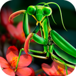 Mantis Life and Hunting Simulator