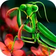 Mantis Life and Hunting Simulator