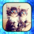 Icona del programma: Cats Live Wallpaper