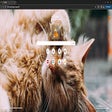 Icoon van programma: catsTab