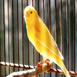 Canary sounds for education