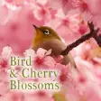 Bird  Cherry Blossoms Theme