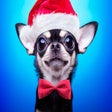 Icon of program: Funny dogs and puppies Wa…