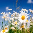 Programikonen: Daisy Flowers HD Wallpape…