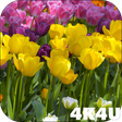 Ikona programu: 4K Flower Glade Video Liv…