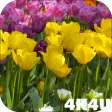 4K Flower Glade Video Live Wallpapers