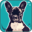 Programikonen: Dogs Breeds: Quiz