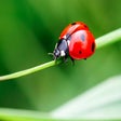Icoon van programma: Ladybug HD Wallpapers New…