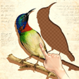 أيقونة البرنامج: Bird Jigsaw: Art Piece Pu…