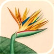 Icona del programma: Art of Flora: Cozy Puzzle…