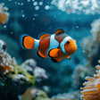 أيقونة البرنامج: Live Aquarium - Coral Ree…