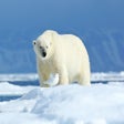 Icoon van programma: Arctic Wildlife HD Wallpa…