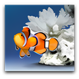 Icon of program: Aquazone Seven Seas Delux…