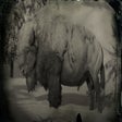 Icon of program: Perfect Pelts