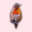 Programikonen: Birds of North America