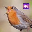 Icon of program: Robin bird sound - call a…