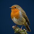 Icon of program: Robin bird sound - call a…