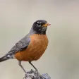 Robin bird sound - call and song