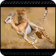 程序图标：Documentary videos wild a…