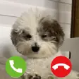 Cute Dog Prank Call cute dog g