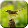 Icon of program: Suara Pikat Ciblek Betina