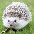 Ícone do programa: Hedgehog Pet