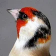 プログラムのアイコン：Goldfinch Fans