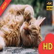 ไอคอนของโปรแกรม: Dog vs Cat Themes New Tab