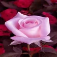 أيقونة البرنامج: flowers beautiful picture…