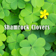Shamrock Clovers Theme HOME icon