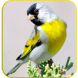 程序图标：Master Goldfinch Calling …