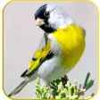 Master Goldfinch Calling Call