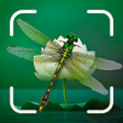 Insect Identifier : Insect ID AI Photo Camera