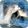 Icono de programa: Dolphin 4K Wallpaper