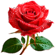أيقونة البرنامج: Roses Stickers for WhatsA…