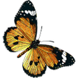 プログラムのアイコン: Butterflies