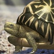 The turtle will grow quietly for iPhone