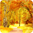 程序图标：Autumn wallpaper