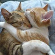 I love cats 3