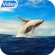 Иконка программы: Whale HD Video Live Wallp…