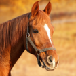 程序图标：Horse Sounds