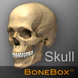 Icon of program: BoneBox - Skull Viewer