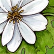 أيقونة البرنامج: About Herbs