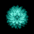 程序图标：Galaxy Flowers Live Wallp…