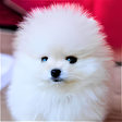 Programikonen: Dog Wallpaper HD