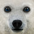 Icon of program: Ultimate Arctic Simulator