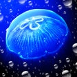 Ikon program: JellyfishGO -  Appreciati…