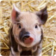 プログラムのアイコン：Farm Animal Sounds