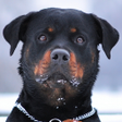 Иконка программы: Rottweiler Wallpaper