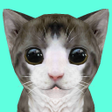 أيقونة البرنامج: Cat Simulator Online